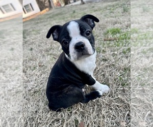 Boston Terrier Puppy for sale in WASHBURN, MO, USA