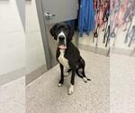 Small Great Dane