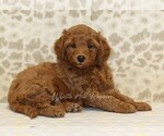 Small #1 Cavapoo