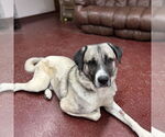 Small #6 Anatolian Shepherd Mix
