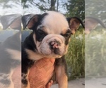 Small #1 Bulldog