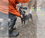 Small #3 Mutt