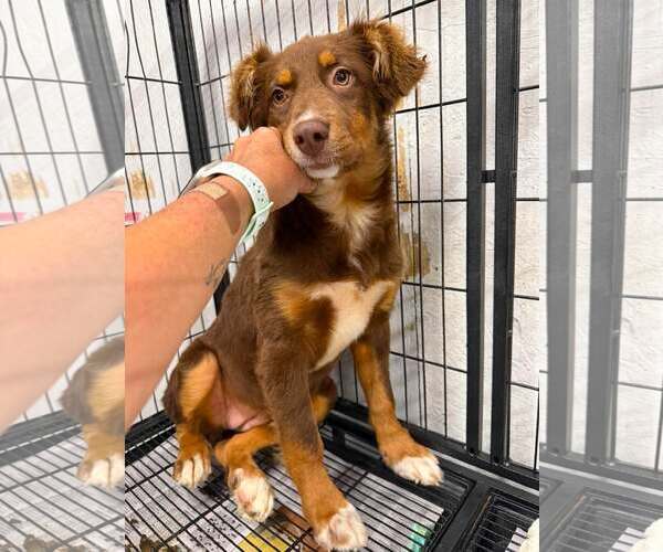 Medium Photo #2 Australian Shepherd Puppy For Sale in Gilberts, IL, USA