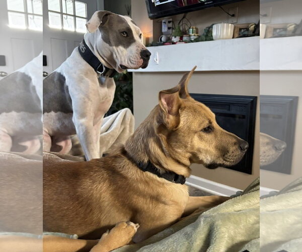 Medium Photo #5 Mutt Puppy For Sale in Germantown, OH, USA