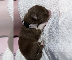 Siberian Husky Puppy for sale in OCHLOCKNEE, GA, USA