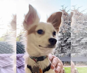 Clover - Female Chihuahua-Unknown Mix Dog for Adoption - Photo #3