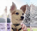 Small Photo #3 Chihuahua-Unknown Mix Puppy For Sale in Bellevue, WA, USA