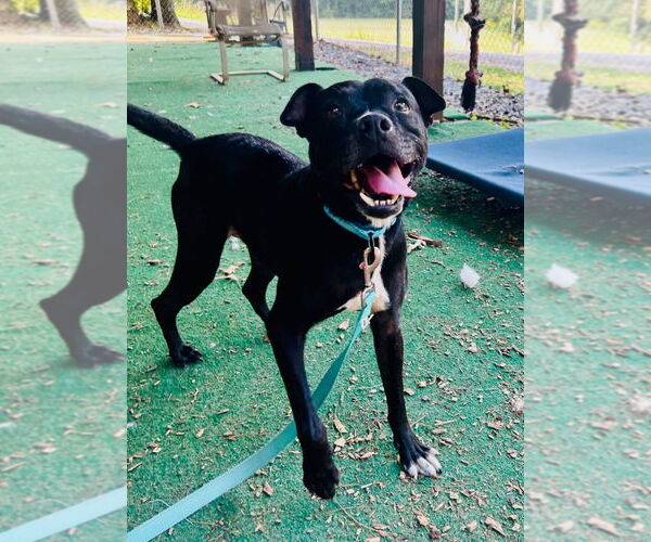 Medium Photo #2 Mutt Puppy For Sale in Canton, CT, USA