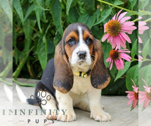 Medium Photo #2 Basset Hound Puppy For Sale in MANHEIM, PA, USA