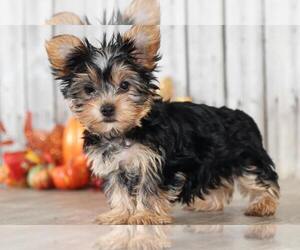 Yorkshire Terrier Puppy for sale in MOUNT VERNON, OH, USA