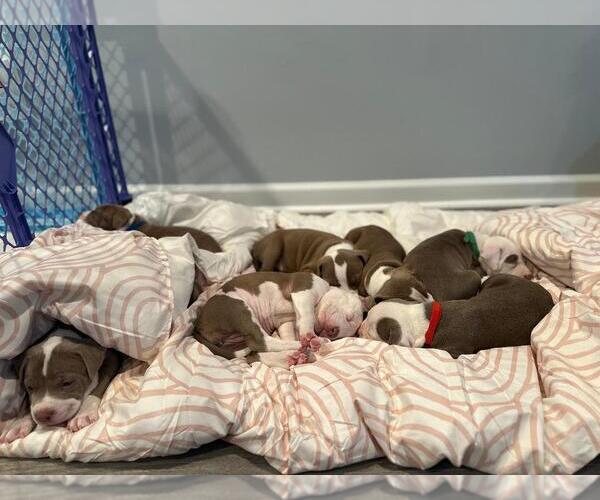 Medium Photo #5 American Pit Bull Terrier-Unknown Mix Puppy For Sale in Spring Lake, NJ, USA