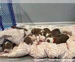 Small #4 American Pit Bull Terrier Mix