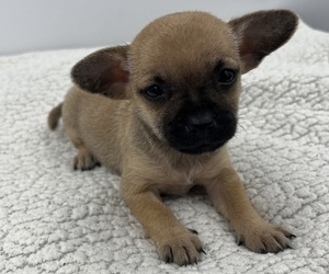 Chorkie Puppy for Sale in SAINT AUGUSTINE, Florida USA