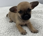 Puppy 1 Chorkie