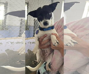 Chihuahua-Unknown Mix Dogs for adoption in Denver , CO, USA