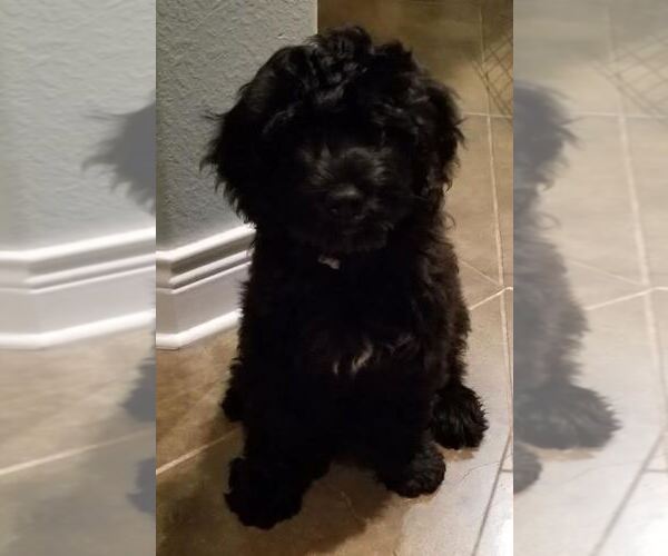 Medium Photo #1 Portuguese Water Dog Puppy For Sale in LEANDER, TX, USA