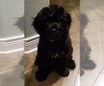 Small Photo #1 Portuguese Water Dog Puppy For Sale in LEANDER, TX, USA