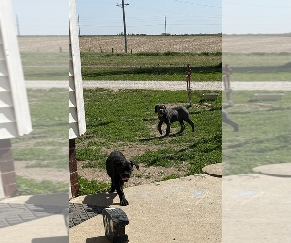 Medium Photo #4 Cane Corso Puppy For Sale in STUART, IA, USA
