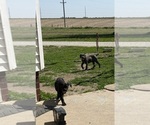 Small #3 Cane Corso