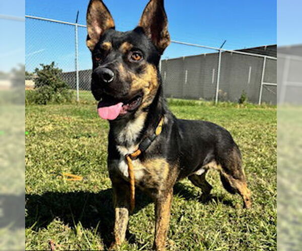 Medium Photo #1 American Pit Bull Terrier-German Shepherd Dog Mix Puppy For Sale in Modesto, CA, USA