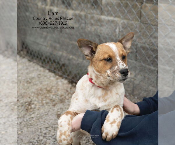 Medium Photo #1 Mutt Puppy For Sale in Manchester, MO, USA