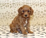 Small #3 Cavapoo