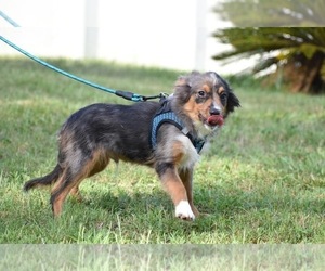 Miniature Australian Shepherd Puppy for sale in PALM COAST, FL, USA