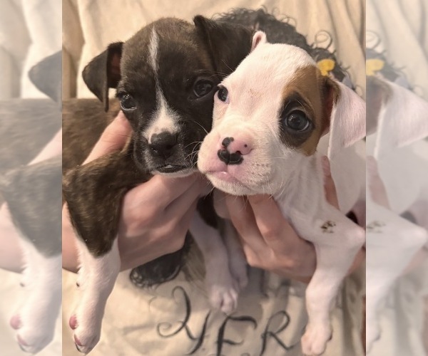 Medium Photo #5 Boxer Puppy For Sale in FAYETTEVILLE, GA, USA