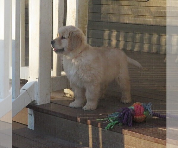 Medium Photo #19 Golden Retriever Puppy For Sale in MECHANICSVILLE, MD, USA