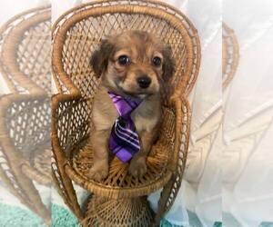 Poodle (Toy)-Yorkshire Terrier Mix Puppy for sale in MUSKEGON, MI, USA