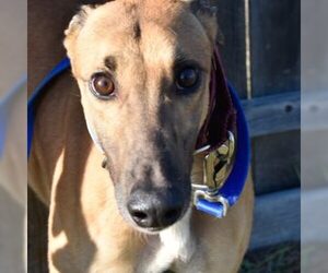 Greyhound Dogs for adoption in Grandville, MI, USA
