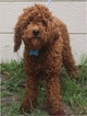 Small Photo #1 Miniature Bernedoodle Puppy For Sale in ARCHBOLD, OH, USA