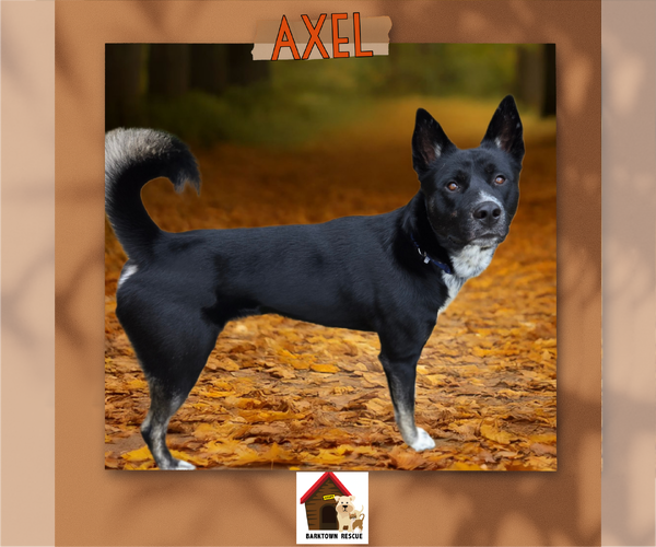 Medium Photo #1 Siberian Husky-Unknown Mix Puppy For Sale in Bardstown, KY, USA