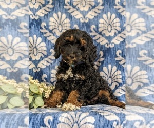 Cock-A-Poo Puppy for sale in NEW HOLLAND, PA, USA