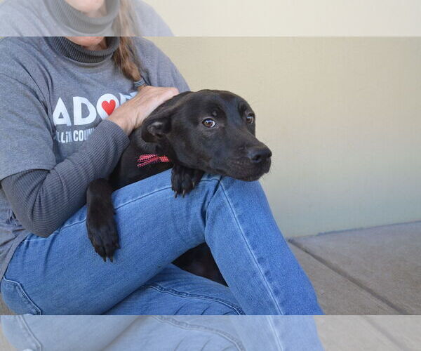 Medium Photo #3 Mutt Puppy For Sale in McKinney, TX, USA