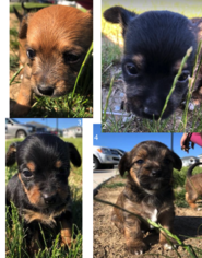 Chorkie Puppy for sale in GRAND RAPIDS, MI, USA