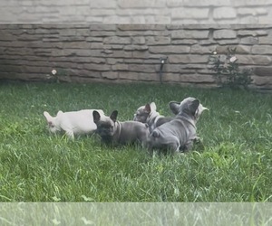 French Bulldog Puppy for sale in SUSSEX, WI, USA