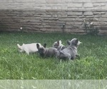 Small French Bulldog