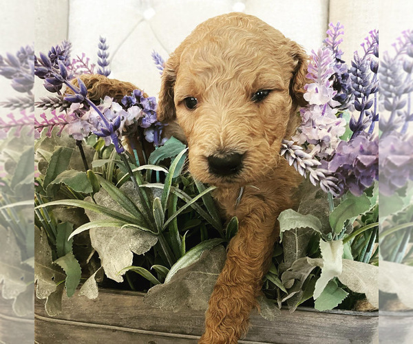 Medium Photo #1 Labradoodle Puppy For Sale in AMERICAN CANYON, CA, USA
