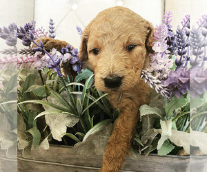 Labradoodle Puppy for sale in AMERICAN CANYON, CA, USA