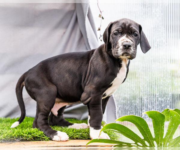 Medium Photo #25 Great Dane Puppy For Sale in WAKARUSA, IN, USA