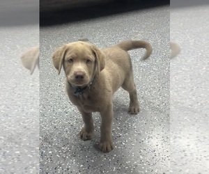 Labrador Retriever Puppy for sale in SCOTTSBORO, AL, USA