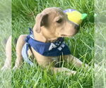 Small #3 American Pit Bull Terrier Mix