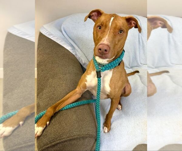 Medium Photo #19 American Pit Bull Terrier-Blue Lacy Mix Puppy For Sale in Rockaway, NJ, USA