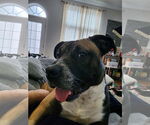 Small #20 Boxer Mix