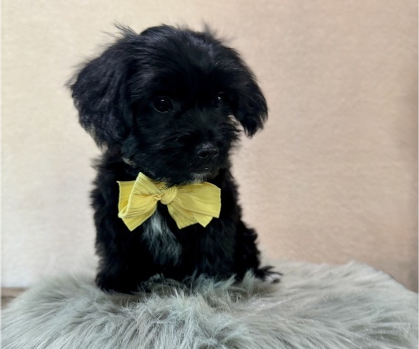 Medium Photo #8 YorkiePoo Puppy For Sale in NAPPANEE, IN, USA