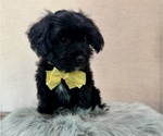 Small #7 YorkiePoo