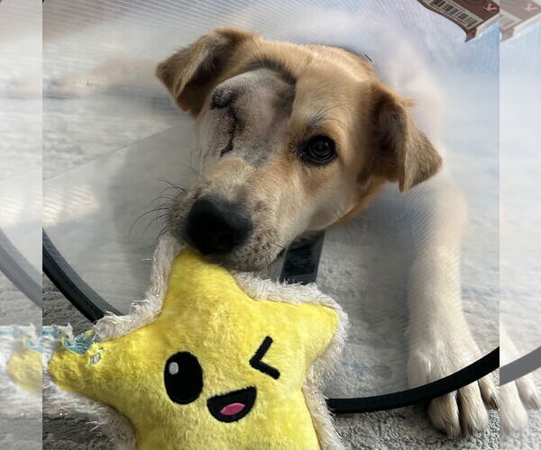 Medium Photo #6 Golden Retriever-Unknown Mix Puppy For Sale in Brooklyn Center, MN, USA