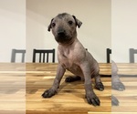 Small Xoloitzcuintli (Mexican Hairless)