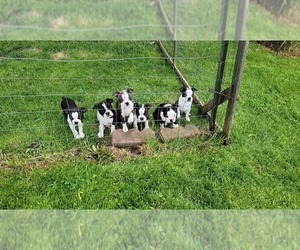 Cavapoo Puppy for sale in GENOA, NY, USA